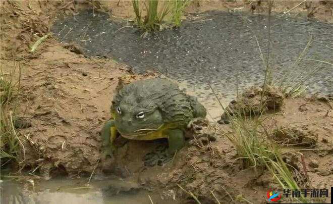 蝌蚪窝视频在线观看：畅享精彩影视资源