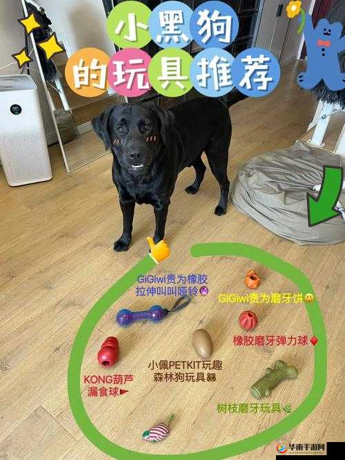 狗狗胶配合：探索其在宠物用品领域的独特优势与应用
