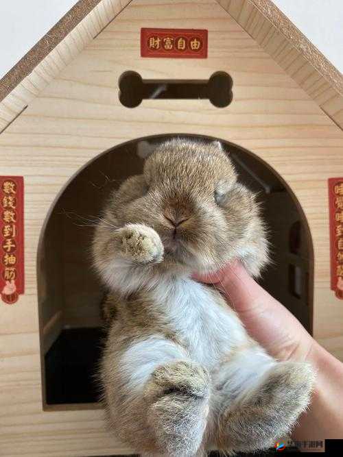 未成年女生的小兔子究竟长什么样引发好奇与探讨