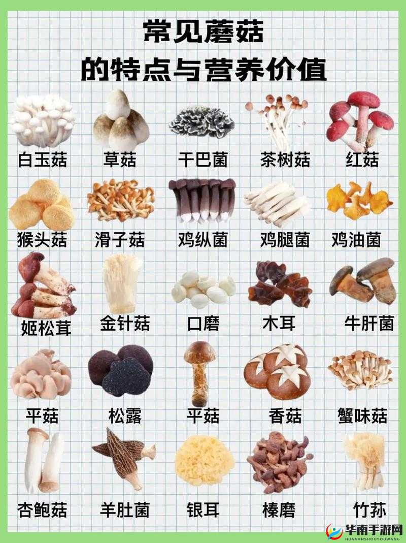 蘑菇科普：探索蘑菇世界的奇妙与奥秘之旅