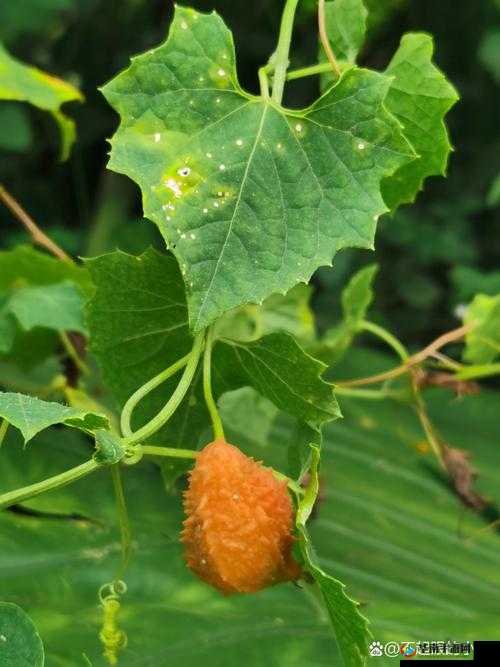 1313 苦瓜:一种独特且具有多种价值的植物