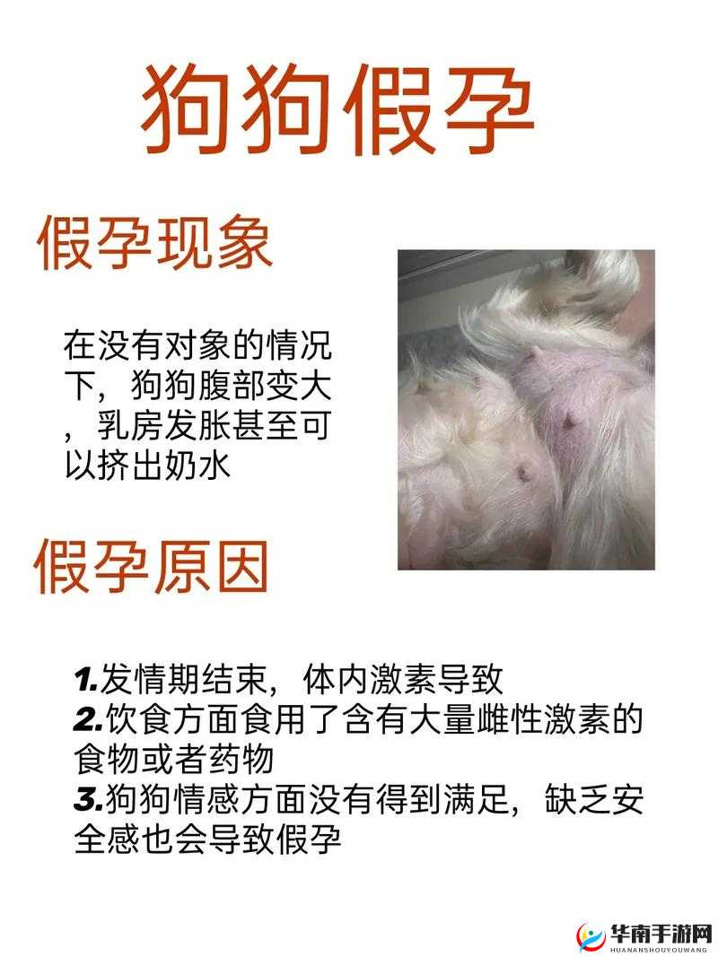 我家狗狗卡在身体里疼痛难忍该如何应对