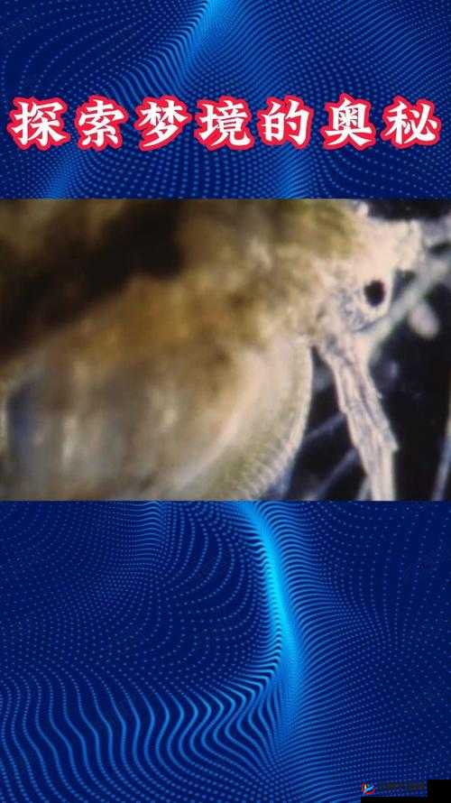 咪咪一区：探索未知的神秘领域