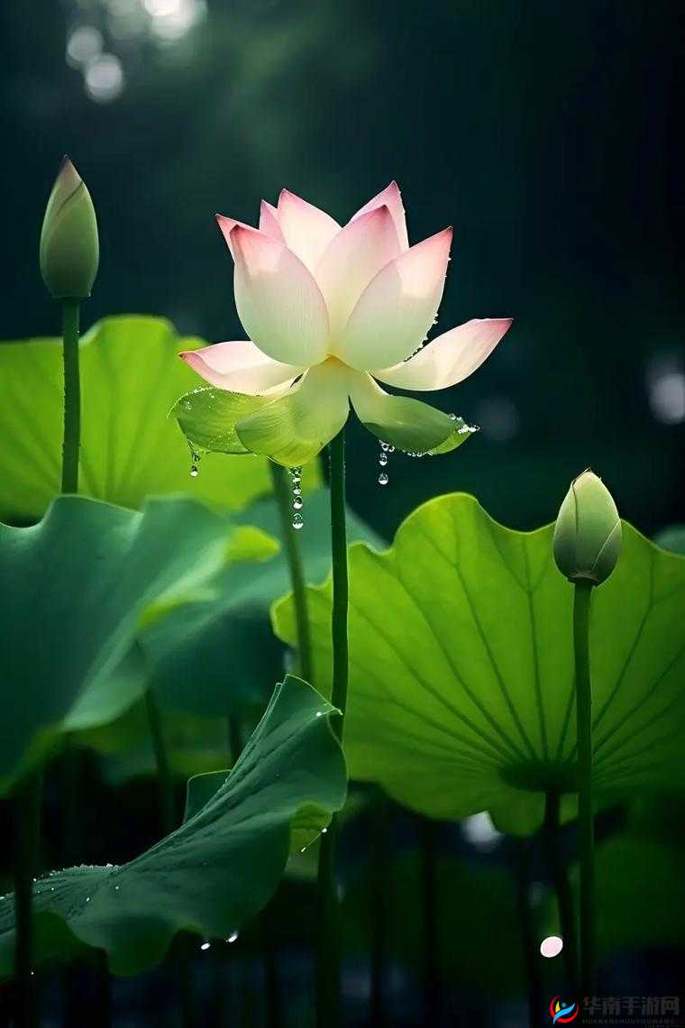 女人的莲花多久闭合：探寻其神秘的闭合规律与周期