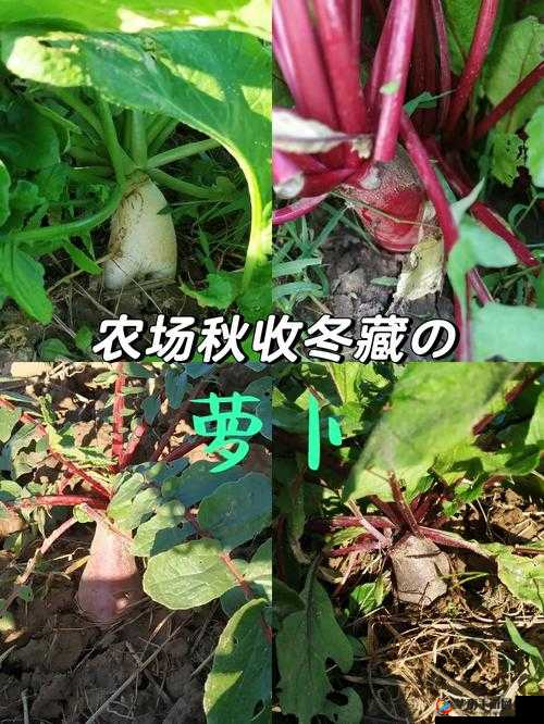 拔萝卜又叫黄降 9.1 :探寻其背后的独特魅力与价值