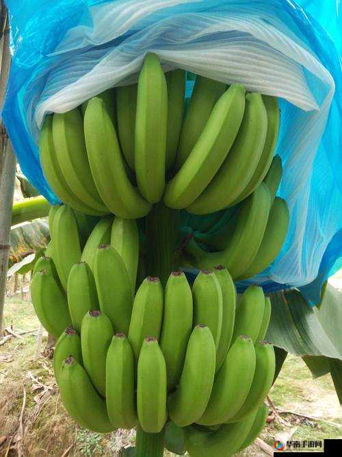 麻豆精产一二三产区香蕉：关于其品质与特点的详细介绍