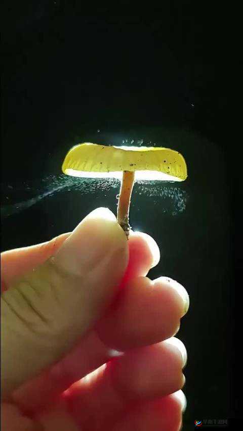 蘑菇视频深夜释放自己：释放压力，享受私密时光