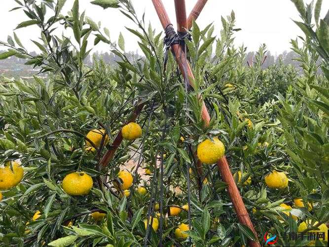 久一线产区二线产区三线产区不会卡：这真的是太棒了呀