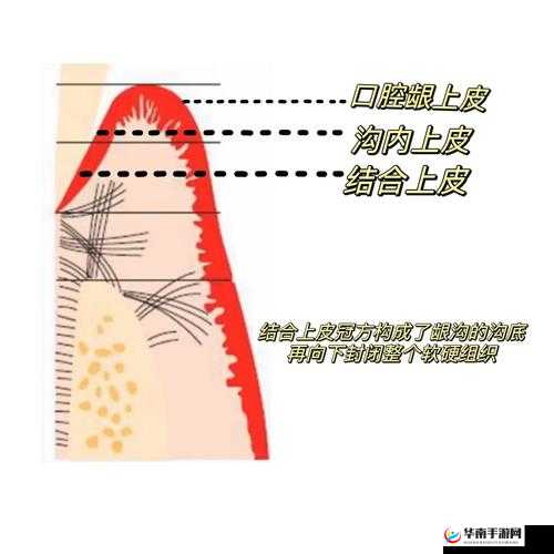 浓毛 BwBwBwBwBw 引发的独特现象探讨