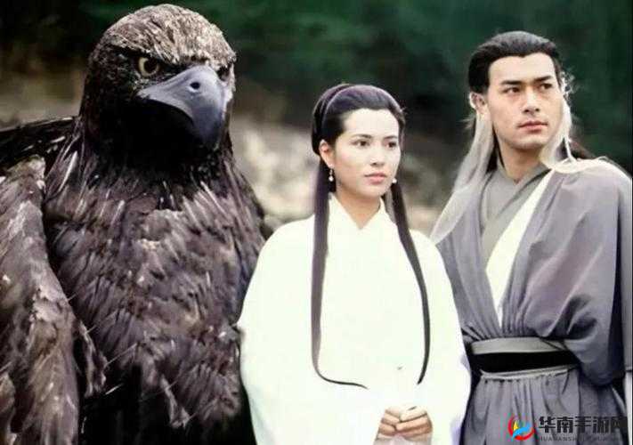 全民武馆侠客资料篇，神雕大侠角色定位深度剖析