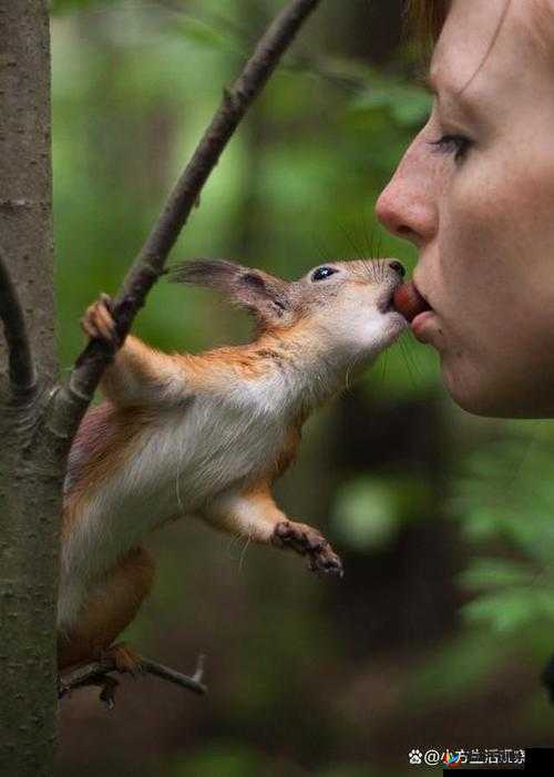 人物动物互动高清视频素材下载:探索奇妙的动物世界