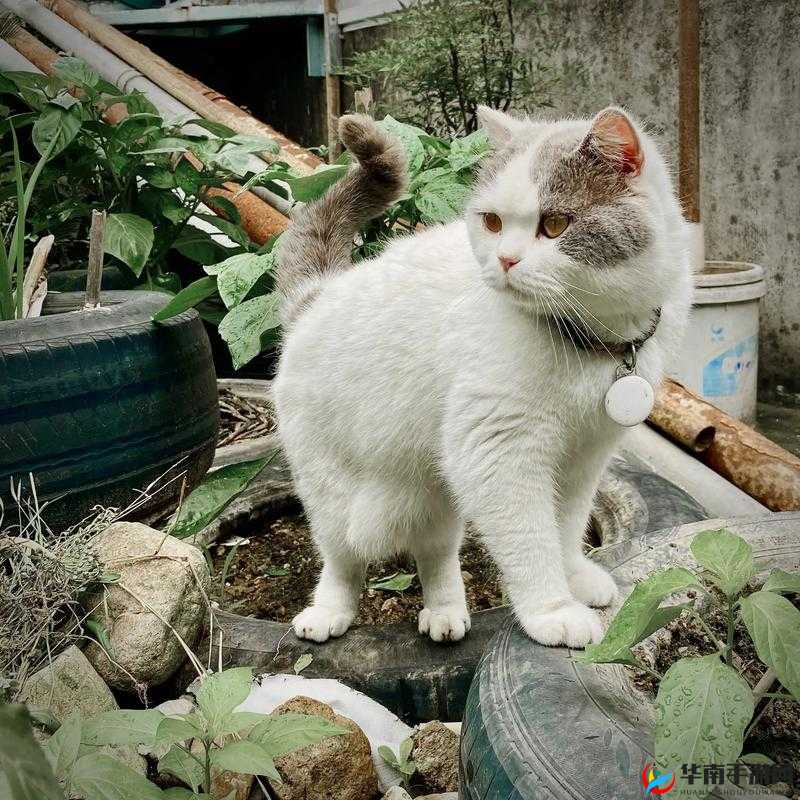 让你体验不一样的视觉盛宴：色色猫 TV 直播