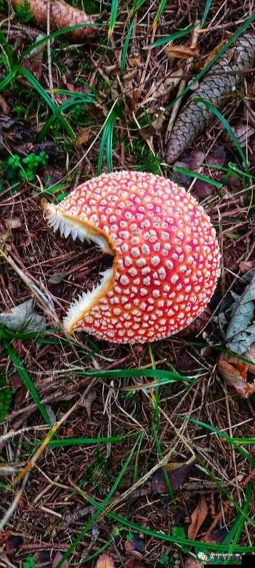 蘑菇视频嗯嗯啊啊啊：探索未知的奇妙世界