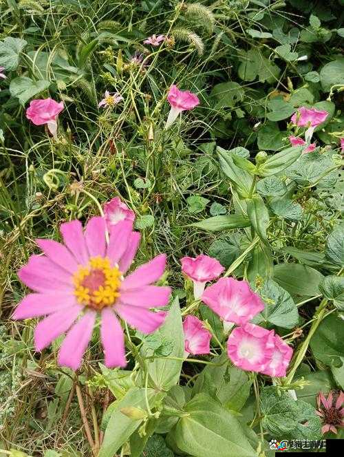 野花社区在线观看免费高清3：带给你不一样的视觉体验