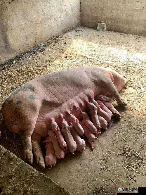 ZoomkooL 大全猪：关于它的详细介绍与独特魅力展现