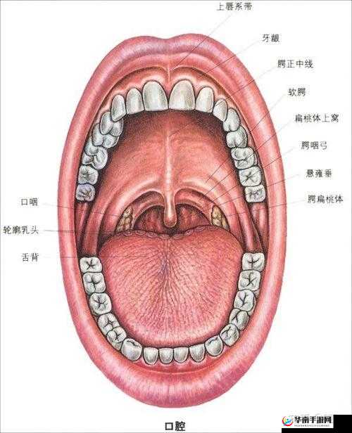 一个上面一个下面嘴巴：探索独特口腔结构的奥秘