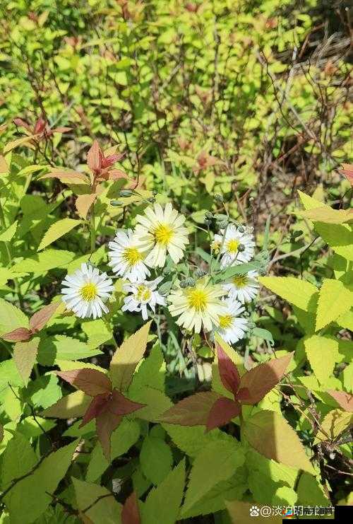 野花日本 HD 免费完整版高清版:探索自然之美