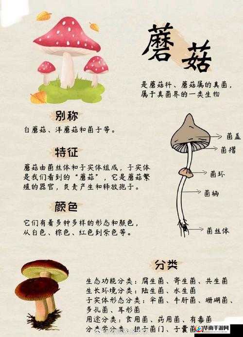 XAXWAS3XXXXXL 蘑菇：神奇的物种蕴含无限奥秘
