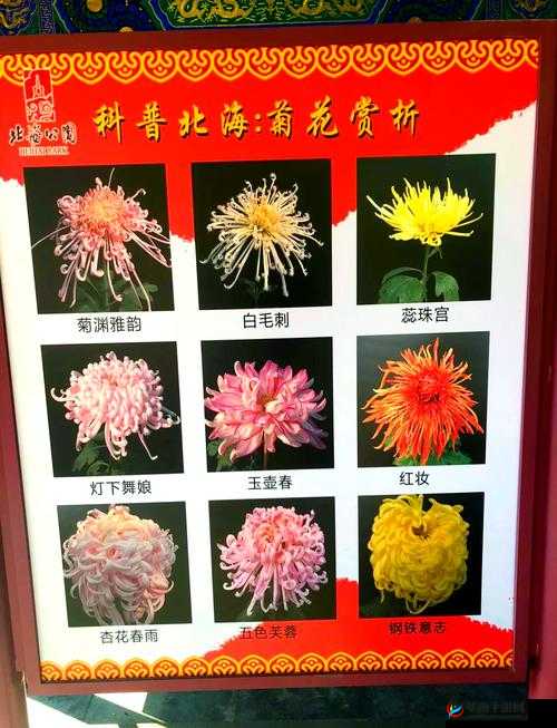 探究后面菊花开过和没开过的区别所蕴含的深层意义