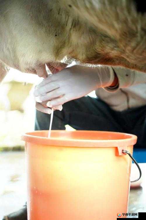 套阴茎奶牛服截肢产奶:一种特殊的产奶方式探究