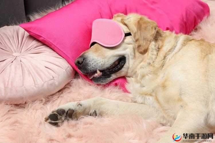 狗狗射速太快对女生有伤害吗：是否存在潜在风险？