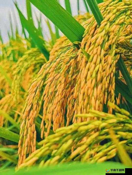 在日本朋友家的麦子成熟的季节，一起感受收获的喜悦