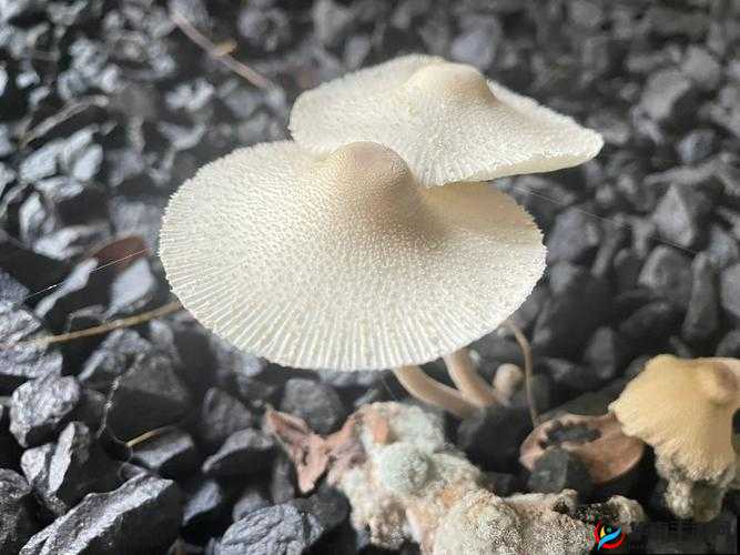 小孩半夜喂姐姐吃钢筋蘑菇可以吗:一段匪夷所思的行为背后