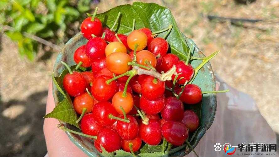 樱桃视频大全免费高清版下载：畅享精彩视频盛宴