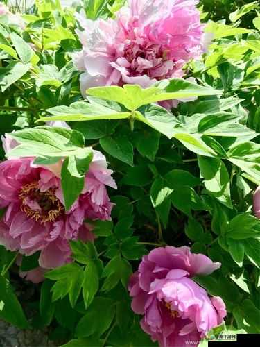 国色天香十七区品质怎么样之详细解析与全面探讨