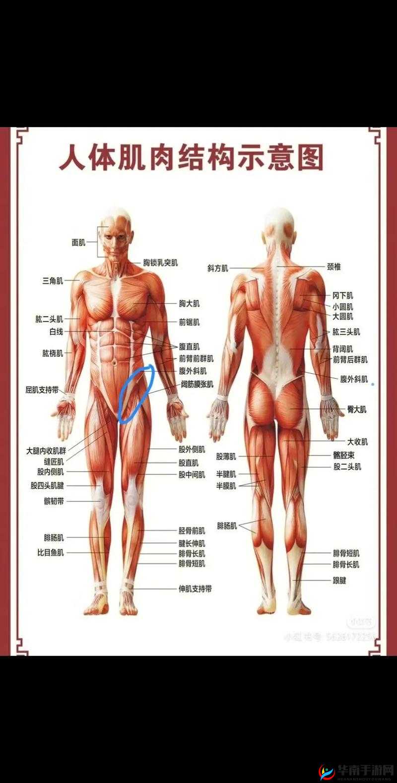 躺在床上高抬腿大腿根部疼是怎么回事该如何缓解