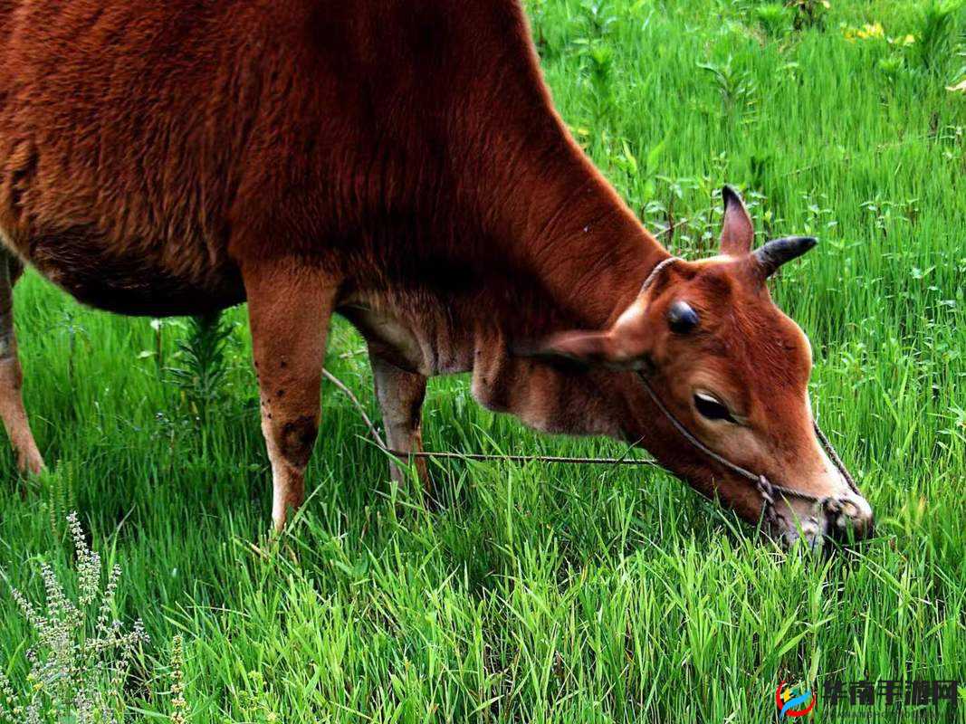 探索老牛嫩草一二三产品区别之详细分析与全面解读