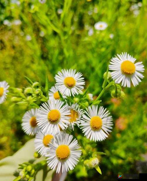 野花视频在线观看免费完整版 6:精彩大片不容错过