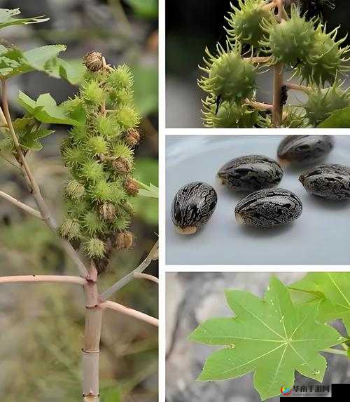 老中医为雨萱排阴毒：一场神秘且独特的祛毒之旅