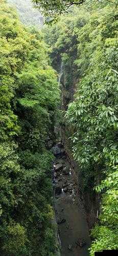 蚴女仙林踪：探秘神秘仙林背后的奇幻故事