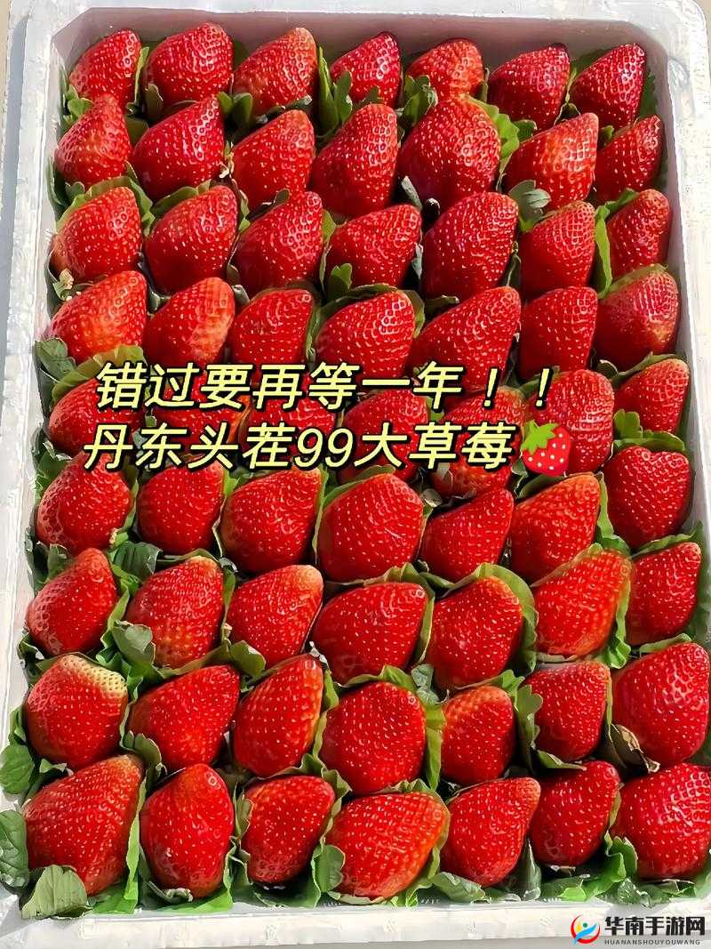 香甜可口的久久草莓：为什么它如此受欢迎