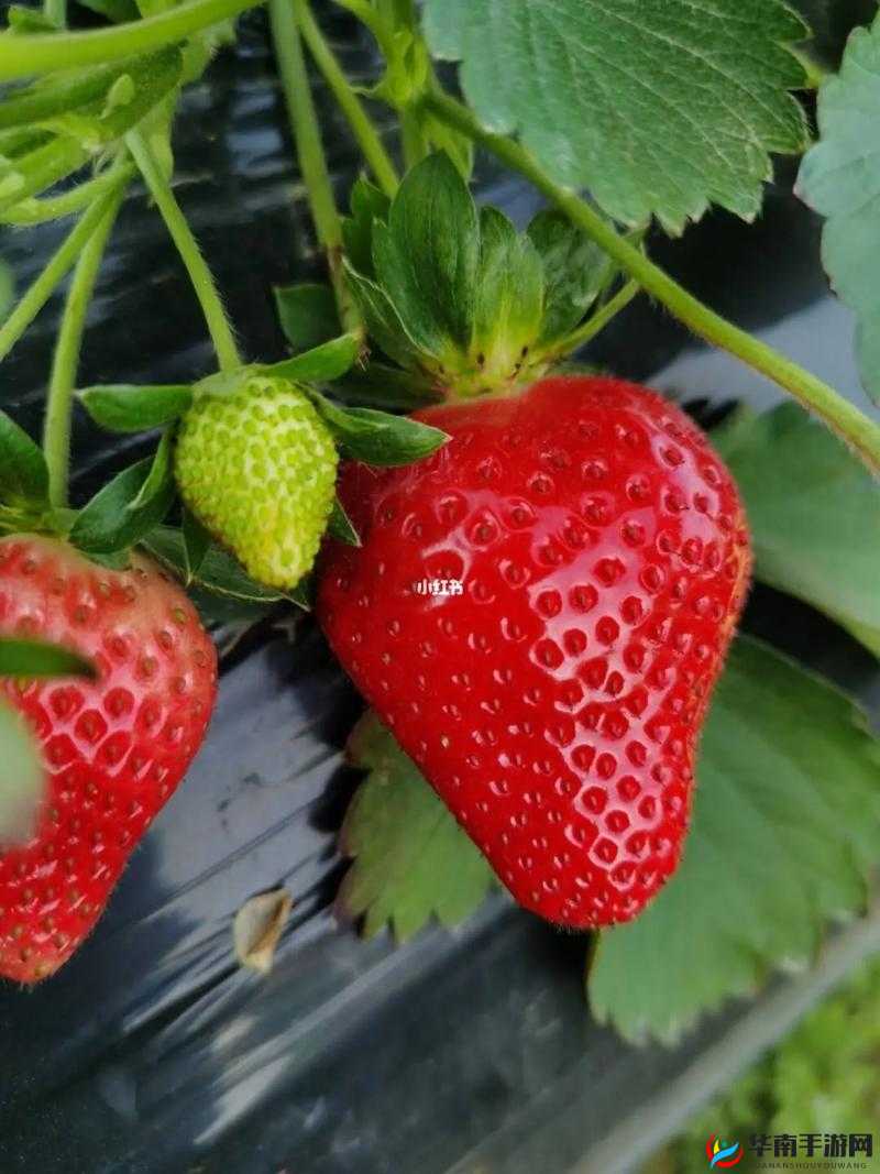 草莓视频深 ：带来精彩绝伦的视听盛宴