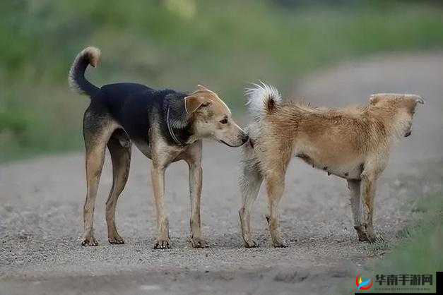 探索欧美与动物交 A 精品：背后的真相与伦理争议