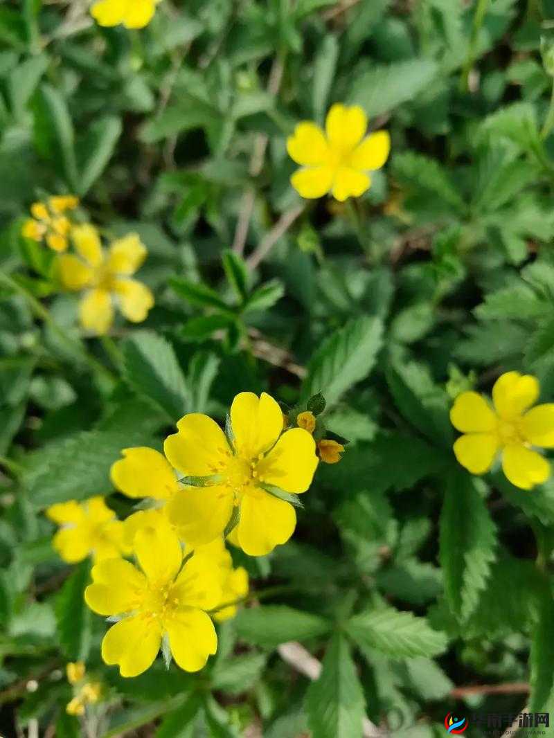 野花日本在线观看免费观看 3:带你领略日本野花的独特魅力