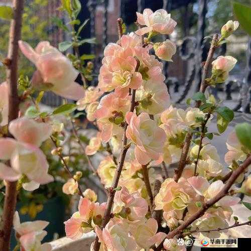 海棠怎么突然进不去了？原因究竟为何