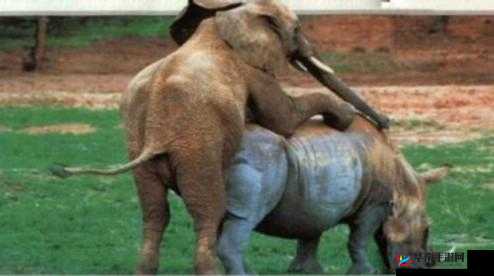 震惊竟然还有人不知道的欧美人与动物交配的真实故事：XXXX