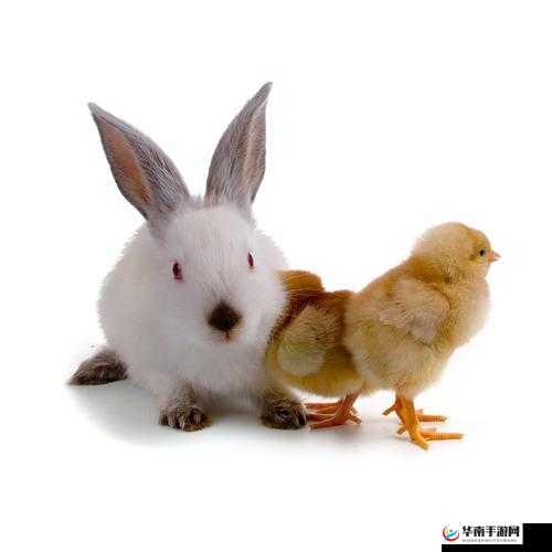 老师的大兔子——那充满趣味与想象的故事
