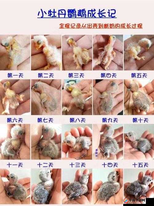 雏鸟幼儿张婉莹成长日记:童真与成长的交织