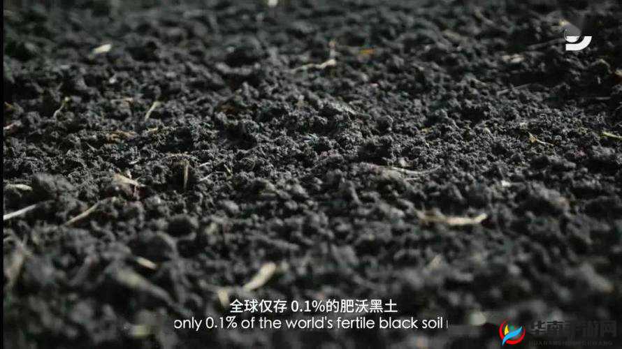 320234 黑土本:探索其背后的神秘与独特价值