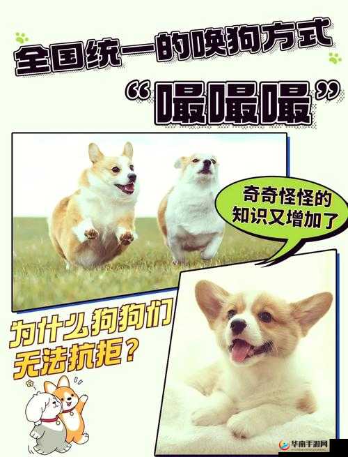 让我们一起探索狗狗胶配合的奥秘