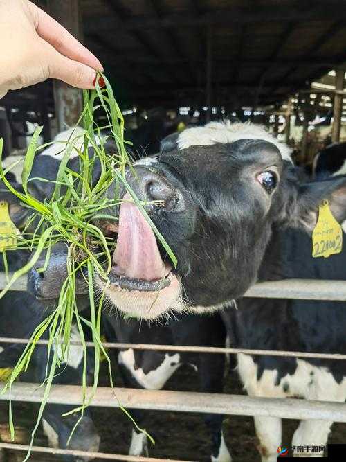 福利奶牛导航：提供精准指引和全面信息的优质平台
