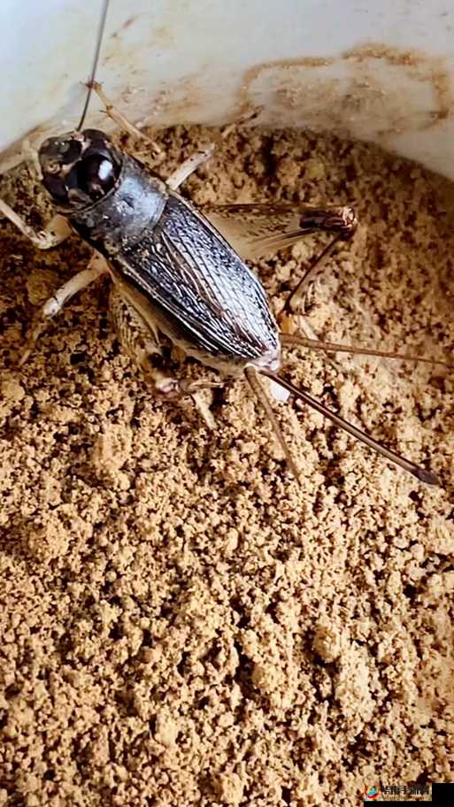 沉默的蟋蟀怎么进化：其进化历程的探索