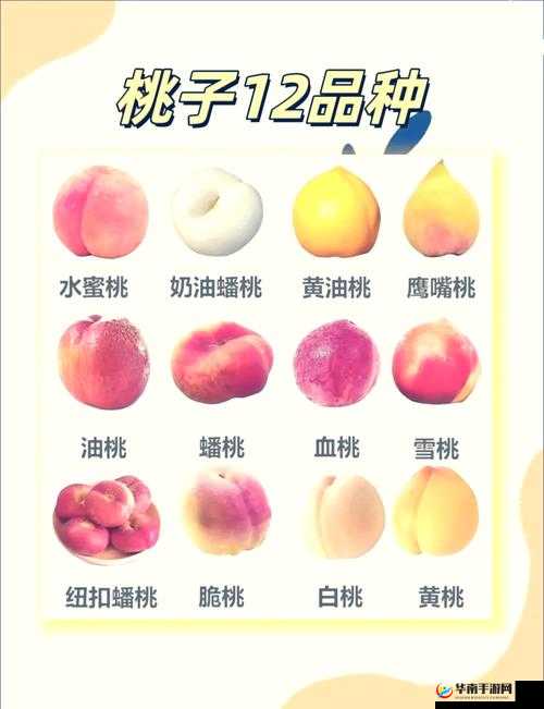 桃子与女性:探索桃子的奥秘