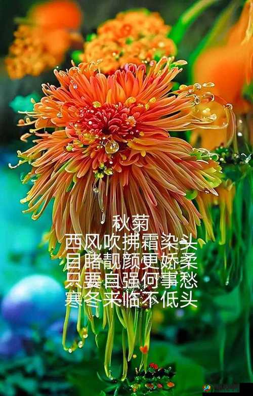 六年级菊花的神奇容量:你能想象它能塞下几支笔吗?