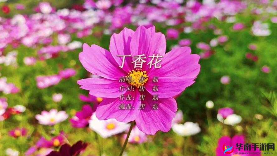 丁香花在线电影电视剧:精彩影视作品一网打尽