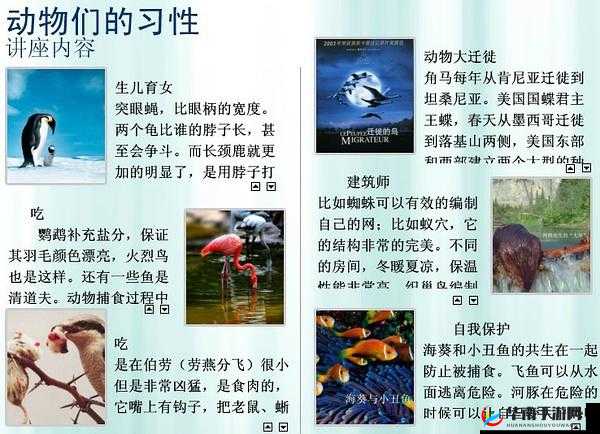 ZoomZookeeper 动物的奇妙世界：了解它们的习性和保护